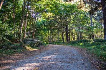 Fototapete bei efototapeten.de bestellen   