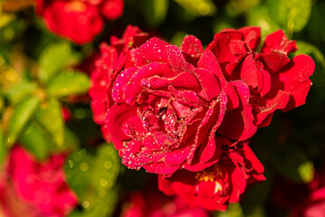 red rose in garden
