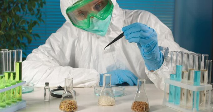 close-up. laboratory test of seeds. laboratory assistant, scientist pulls rice out of a flask with tweezers and puts it on a laboratory plate for study. on the table around the flask