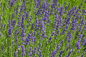 Obraz premium Fragrant wild lavender on a green field. Beautiful violet green background.