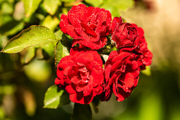 Obraz premium red rose with drops