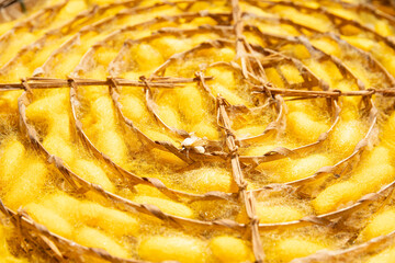 Close up Silkworm eating mulberry green leaf, Thai Silk Weaving Cocoons at a Thai Silk Factory,...