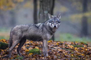 Foto auf Leinwand A grey wolf in the forest © AB Photography