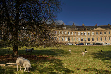 Sheep grazing in field in front of historic crescent in the UNESCO World Heritage City of Bath in Somerset, United Kingdom.