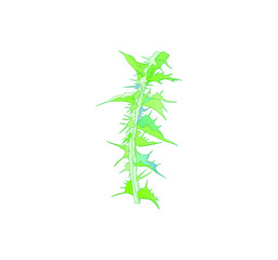 milk thistle flowers isolated on white