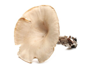 Mushrooms, trooping funnel, Infundibulicybe geotropa, isolated on white background
