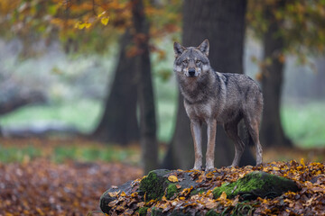 A grey wolf in the forest - obrazy, fototapety, plakaty