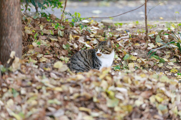 落ち葉と猫