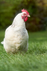 Close up of white chicken