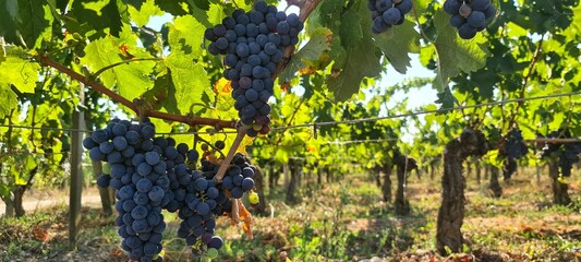 Grapes growing next to Saint-Emilion, famous for its wine, in France