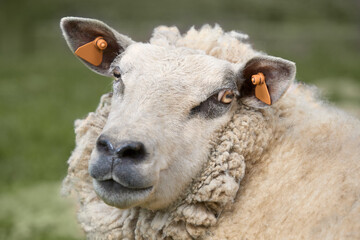 Portrait of white ewe sheep