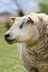 Portrait of white ewe sheep