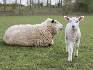 Naklejka na ściany i meble White Flemish sheep ewe with lamb