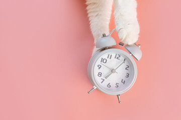 The alarm clock lies on a pink background, next to it are cat's paws. The concept of morning,...