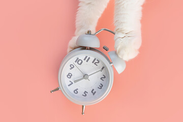 The alarm clock lies on a pink background, next to it are cat's paws. The concept of morning,...