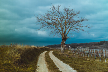 Arbre en hiver au bord d'un chemin de campagne