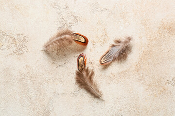 Beautiful pheasant feathers on light background