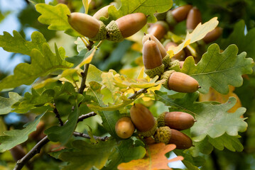 Oak acorns macro