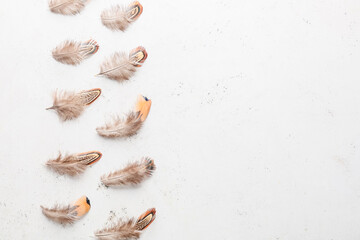 Fototapeta na wymiar Beautiful pheasant feathers on white background