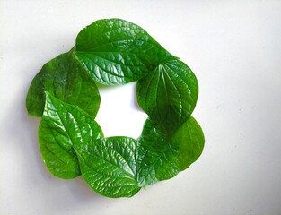 recycle symbol on green leaves, Groups of chaplu or wild betel leaves are placed around a white...