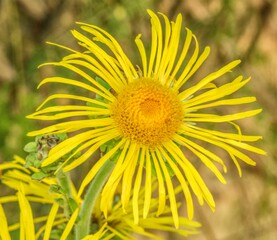 Fleur de grande aunée à Mane, Alpes-de-Haute-Provence, France