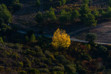 autumn lanscape in corsica france showing one yellow tree standing out against the green background...