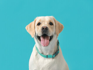 Cute Labrador dog with collar on blue background
