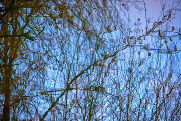 abstract reflection of tree branches in water