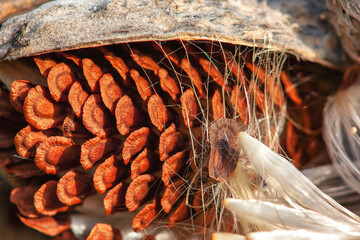 wildflower showed seeds. wild flower seeds