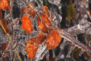 abstract frostbite tree branch. icicle on a tree branch
