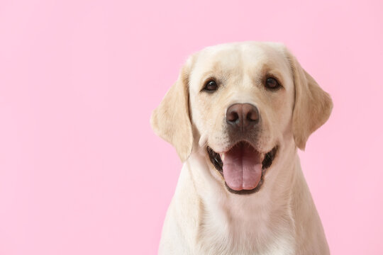 Cute Labrador dog on pink background