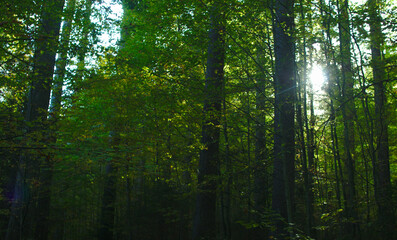 Fototapeta na wymiar Bavarian forest