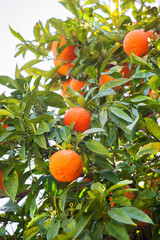 mandarins on tree in Italy
