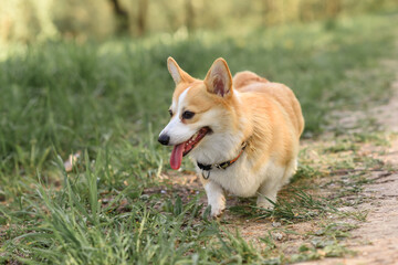 small dog corgi puppy summer in the forest