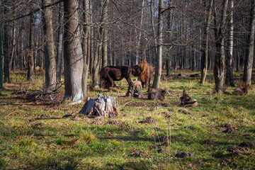 European bisons in Nature Biosphere Reserve. European bisons and wildlife
