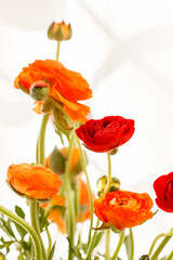 Obraz premium Colorful persian buttercup flowers (ranunculus)