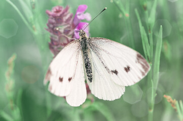 Butterfly in the morning on the flower