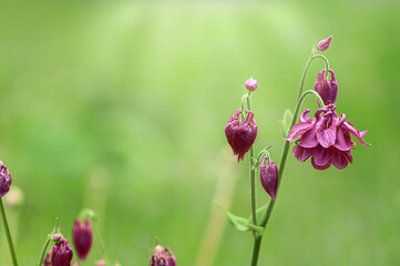 beautiful purple aquilegia on a sunny lawn