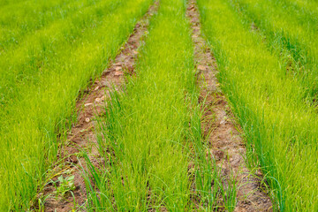 Fototapeta na wymiar Green onion agriculture field at india.