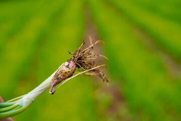 Holding green onion root in hand at agriculture field