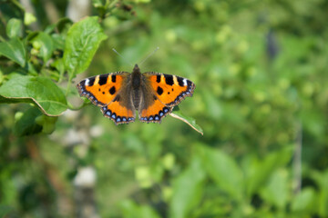 Schmetterling