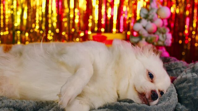 Cute dog resting in New Year's atmosphere. White spitz lying on gray plaid on background of bright highlights, gift box and little christmas tree.