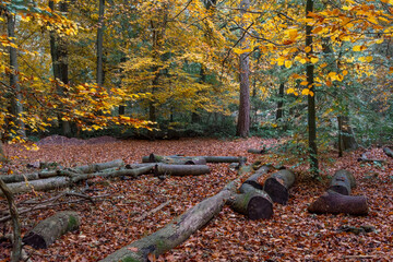 Burnham Beeches woodland, England, UK