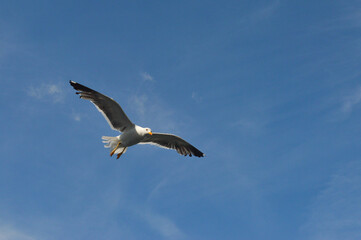 Seagull in flight