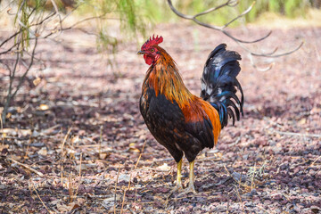 Gallo