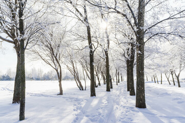 Winter landscape in the Park