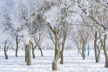 Winter landscape in the Park