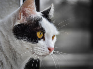 Primo piano di gatto