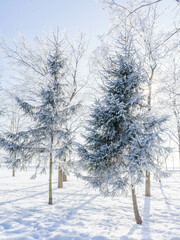 Fototapeta premium Winter landscape in the Park