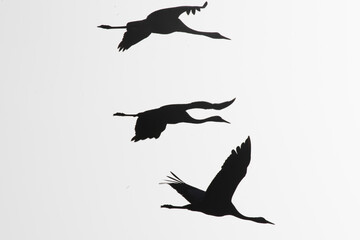 Silhouette of flying cranes, Agamon Hula, Israel